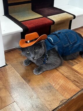 Large cowboy costume for small pets.